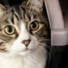 猫でも安心してお願いできました